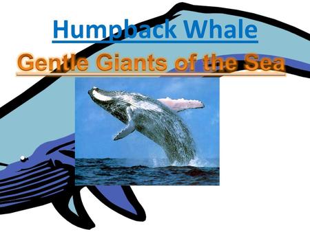 Humpback Whale By: MP. Name of my animal is the Humpback Whale The scientific name is Megaptera Novaeangliae It’s a baleen whale It’s in the whale family.