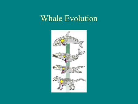 Whale Evolution. ANCIENT LAND ANIMALS MAKE THEIR WAY BACK TO SEA The for-runner of whales originated on land. They reversed the course of evolution form.