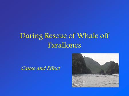 Daring Rescue of Whale off Farallones Cause and Effect.