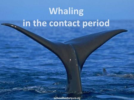Whaling in the contact period schoolhistory.co.nz.