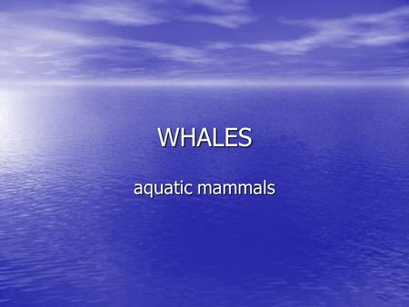 WHALES aquatic mammals. Whales and dolphins are cetaceans from the Greek word ‘ketos’ or whale They originated as land mammals, but evolved from the land.