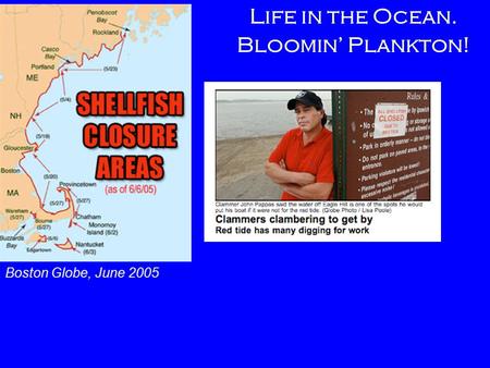 Life in the Ocean. Bloomin’ Plankton! Boston Globe, June 2005.
