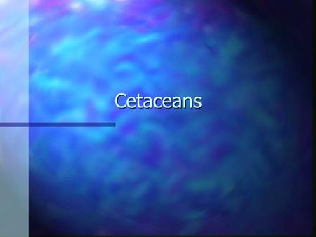 Cetaceans. Cetacean Evolution n The Cetacea probably originated in the Palaeocene, and had an Eocene differentiation. n We have 2 questions: –1) From.
