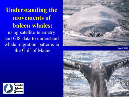 Understanding the movements of baleen whales: using satellite telemetry and GIS data to understand whale migration patterns in the Gulf of Maine Winn JP.