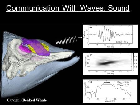 Communication With Waves: Sound Cuvier’s Beaked Whale.