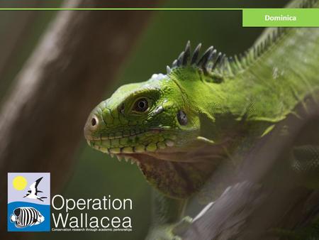 Dominica. What is Operation Wallacea? Tropical scientific expeditions in 15countries 200+ academics running more than 120 projects Results published in.