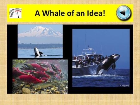 A Whale of an Idea!. As the J-Pod makes its way back into Puget Sound earlier than expected, there have been a number of new applications for whale watching.