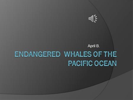 April B. Which whales are endangered in the Pacific Ocean?  The Blue whale  The Humpback Whale  The Gray Whale.
