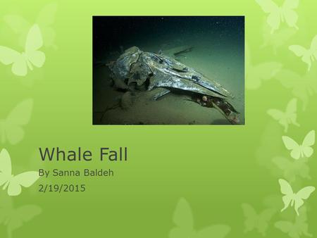 Whale Fall By Sanna Baldeh 2/19/2015. Introduction  Whale Fall is the carcass of the cetacean that has fallen  Into the Bathyal or Abyssal zone  On.