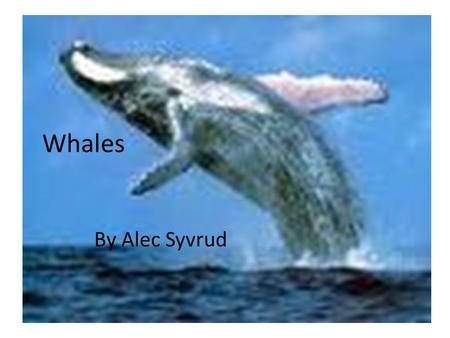 Whales By Alec Syvrud Whales By Alec Syvrud. Species of whales. There are many different species of whales, including the Sperm whale, Blue whale, Killer.