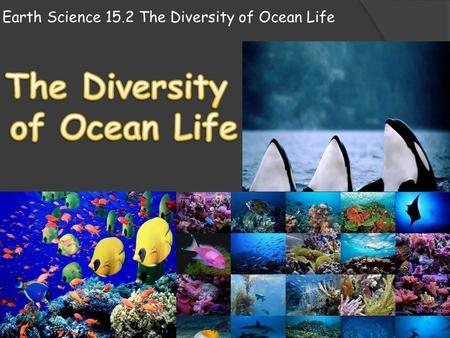Earth Science 15.2 The Diversity of Ocean Life