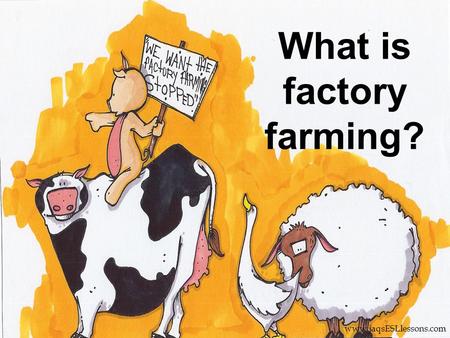 What is factory farming? www.jaqsESLlessons.com. This is factory farming www.jaqsESLlessons.com.