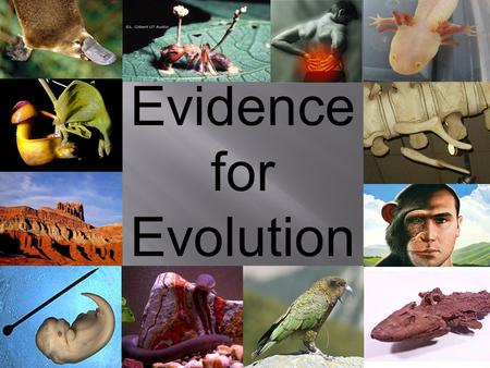 Evidence for Evolution.