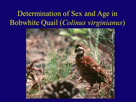 Determination of Sex and Age in Bobwhite Quail (Colinus virginianus)