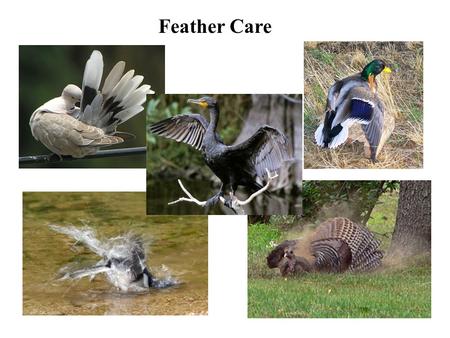 Feather Care. 1 Preening 8 9 Preening: Seasonality (Temperate Zone)