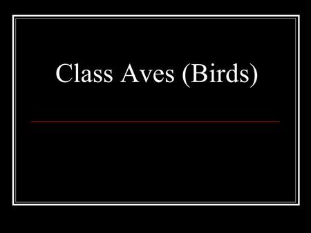 Class Aves (Birds).