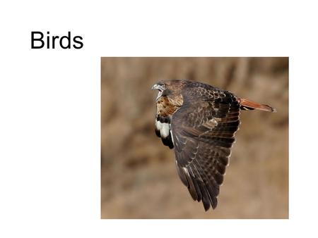 Birds The evolutionary origin of birds has always been a subject of considerable debate. Birds and flying reptiles have delicate, lightweight skeletons.