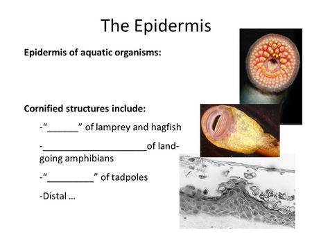 The Epidermis Epidermis of aquatic organisms: Cornified structures include: -“______” of lamprey and hagfish -____________________of land- going amphibians.