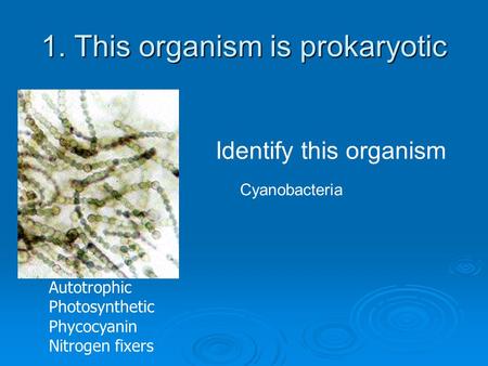 1. This organism is prokaryotic Autotrophic Photosynthetic Phycocyanin Nitrogen fixers Identify this organism Cyanobacteria.