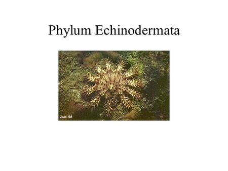 Phylum Echinodermata. General Characteristics They live only in the sea. They are characterized by spiny skin, an internal skeleton, a water vascular.