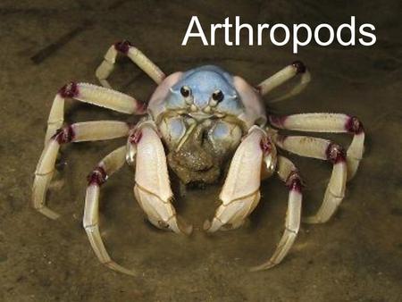Arthropods. and Echinoderms Invertebrates are animals that have no backbone.