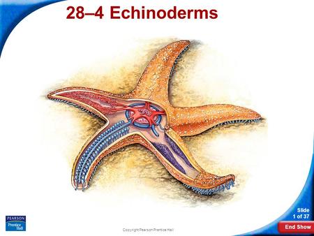 End Show Slide 1 of 37 Copyright Pearson Prentice Hall 28–4 Echinoderms.