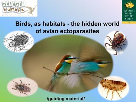 Birds, as habitats - the hidden world of avian ectoparasites /guiding material/