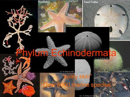 Phylum Echinodermata “spiny skin” Over 6000 marine species.