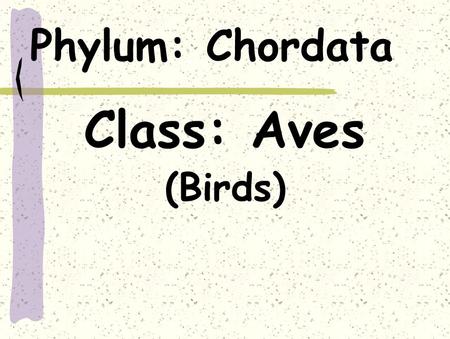 Phylum: Chordata Class: Aves (Birds).