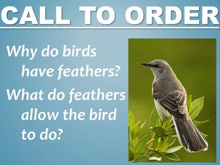 Why do birds have feathers? What do feathers allow the bird to do?
