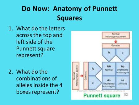 Do Now: Anatomy of Punnett Squares