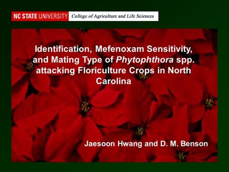 Identification, Mefenoxam Sensitivity, and Mating Type of Phytophthora spp. attacking Floriculture Crops in North Carolina Jaesoon Hwang and D. M. Benson.