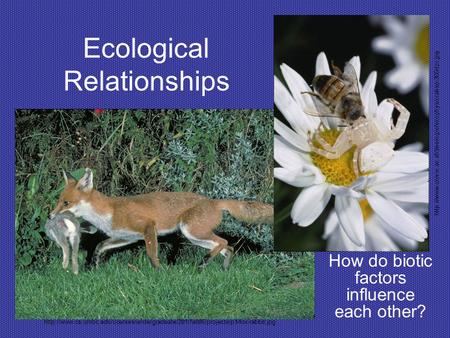 Ecological Relationships How do biotic factors influence each other?