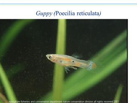 Guppy (Poecilia reticulata). Rapid evolution in guppies n When guppies coexist with large predatory fish, the guppies mature earlier at a smaller size,