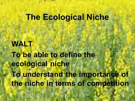 The Ecological Niche WALT To be able to define the ecological niche To understand the importance of the niche in terms of competition.