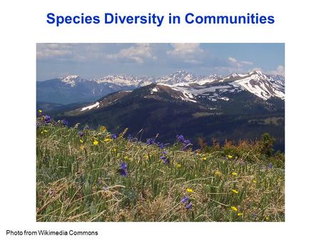 Species Diversity in Communities