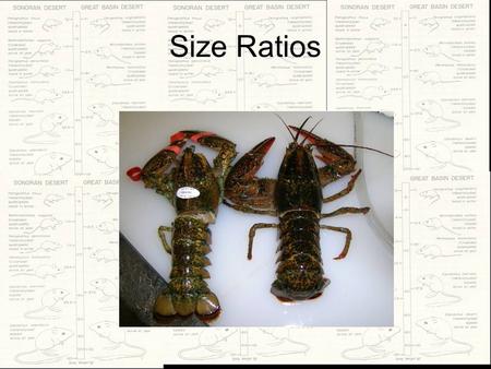 Size Ratios. The analysis of size ratios has been of interest to ecologists and evolutionary biologists Dyar (1890) described a constant increment of.
