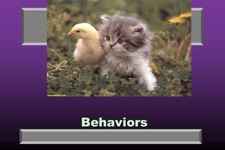 Behaviors Behavior 5.5 min Squirrel secret agent.