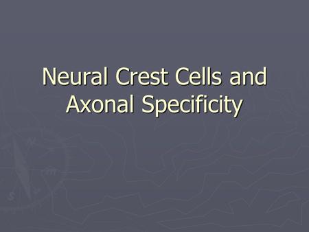 Neural Crest Cells and Axonal Specificity. Neural Crest ► Where is the neural crest located and why is this region so important?