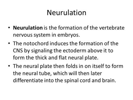 Neurulation Neurulation is the formation of the vertebrate nervous system in embryos. The notochord induces the formation of the CNS by signaling the ectoderm.