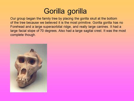 Gorilla gorilla Our group began the family tree by placing the gorilla skull at the bottom of the tree because we believed it is the most primitive. Gorilla.