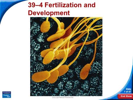 39–4 Fertilization and Development