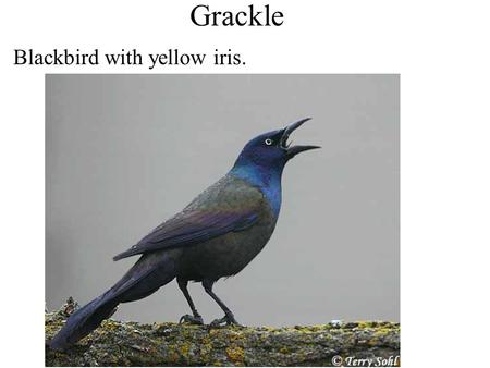 Grackle Blackbird with yellow iris.. Red-winged blackbird Blackbird with red patch on wing.