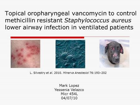 Topical oropharyngeal vancomycin to control methicillin resistant Staphylococcus aureus lower airway infection in ventilated patients L. Silvestry et al.