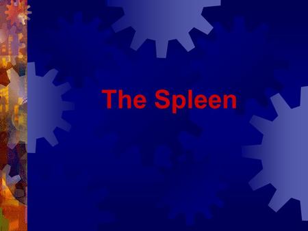 The Spleen. Splenic Trauma  Diagnosis  Injury should be suspected in blunt upper abdominal injuries ( MVA and Bike)  Injuries are often associated.