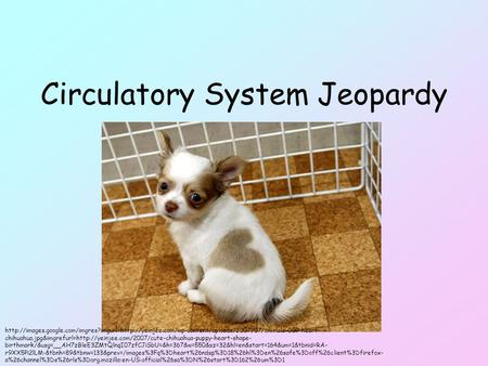 Circulatory System Jeopardy  chihuahua.jpg&imgrefurl=http://yeinjee.com/2007/cute-chihuahua-puppy-heart-shape-