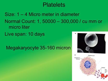 Platelets Size: 1 – 4 Micro meter in diameter Normal Count: 1, 50000 – 300,000 / cu mm or micro liter Live span: 10 days Megakaryocyte 35-160 micron.
