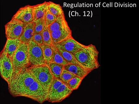 Regulation of Cell Division (Ch. 12) Coordination of cell division A multicellular organism needs to coordinate cell division across different tissues.