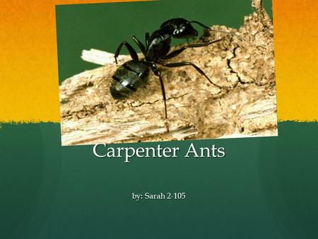 Carpenter Ants by: Sarah 2-105. About Carpenter Ants  In an carpenter ants its body are just like you ! Its body parts are the Head, Thorax, Abdomen.