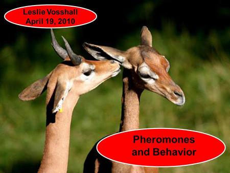 Pheromones and Behavior Leslie Vosshall April 19, 2010.